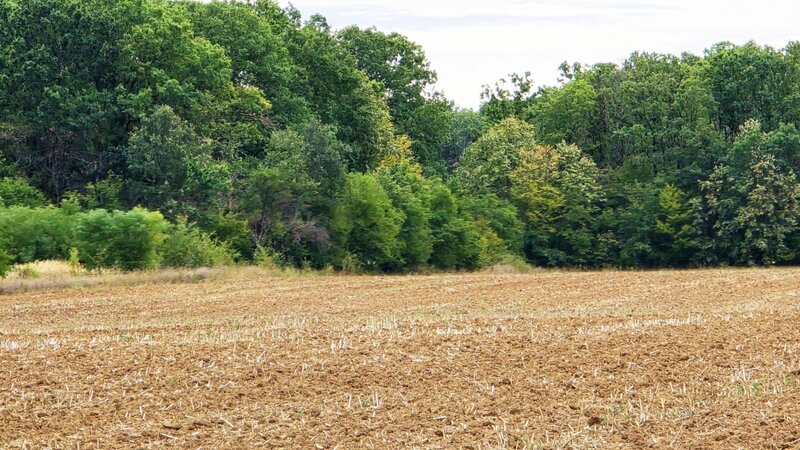 Snagov, The Forest Collection, 500 mp, zona exclusivista, padurea Snagov, Ciofliceni